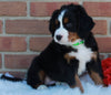 AKC Registered Bernese Mountain Dog For Sale Sugarcreek OH Male-Cooper