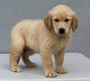 AKC Registered Golden Retriever For Sale Brinkhaven OH Female-Casey