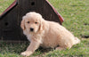 AKC Registered Golden Retriever For Sale Fredericksburg, OH Male- Larry