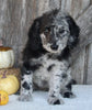 F1B Medium Labradoodle For Sale Millersburg OH Female-Florence