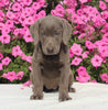 AKC Registered Labrador Retriever For Sale Millersburg OH Female-Ivy