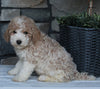 AKC Registered Moyen Poodle For Sale Wooster OH Male-Arlo
