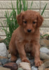 Medium F1BB Goldendoodle For Sale Millersburg OH Male-Delmar