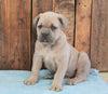 AKC Registered Cane Corso For Sale Wooster, Male- Bear