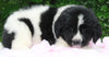 AKC Newfoundland For Sale Millersburg OH -Female Kelly