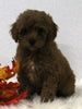 Cavapoo For Sale Holmesville OH Female-Cinnamon