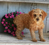 Mini Poodle For Sale Millersburg OH Male-Duramax
