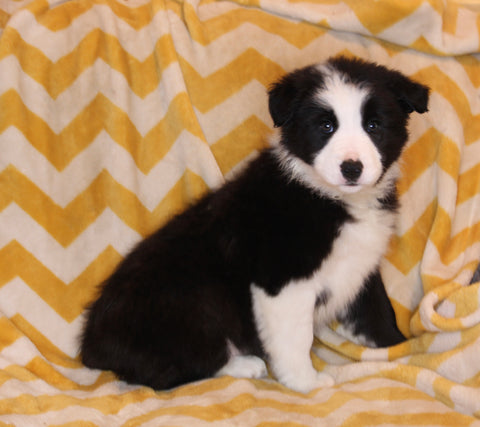 ABCA Registered Border Collie For Sale Warsaw OH Male-Rex