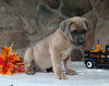 AKC Registered Cane Corso For Sale Wooster OH Male-Diamond