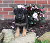 AKC Registered German Shepherd For Sale Millersburg OH Female-Nellie