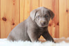 AKC Registered Silver Labrador Retriever For Sale Fredericksburg, OH Female- Megan