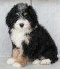 Mini Bernedoodle For Sale Millersburg OH Male-Scott