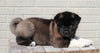 AKC Registered Akita For Sale Millersburg, OH Male- Malikia