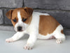 Jack Russel For Sale Millersburg OH Female-Sheila