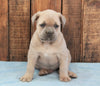 AKC Registered Cane Corso For Sale Wooster, Male- Bear