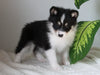 Pomsky For Sale Fredericksburg, OH Female- Dream