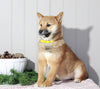 AKC Registered Shiba Inu For Sale Dundee, OH Female- Molly