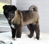 AKC Registered Akita For Sale Millersburg OH Male-Frosty