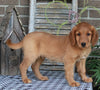 Medium F1BB Goldendoodle For Sale Millersburg OH Male-Delmar
