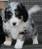 Mini Bernedoodle For Sale Mt Hope OH Female-Casey