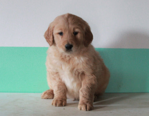 AKC Registered Golden Retriever For Sale Dundee, OH Male- Kobe