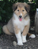 AKC Registered Lassie Collie For Sale Millersburg OH Male-Willie