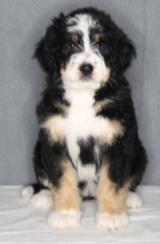 Bernedoodle For Sale Sugarcreek OH Female-Grace