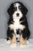 Bernedoodle For Sale Sugarcreek OH Female-Grace