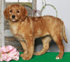 F1B Medium Labradoodle For Sale Millersburg, OH Female- Charlotte