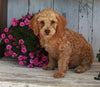 Mini Poodle For Sale Millersburg OH Male-Duramax