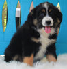 Mini Australian Shepherd For Sale Fredericksburg OH -Female Koda