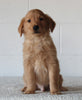 AKC Registered Golden Retriever For Sale Millersburg OH Male-Buddy