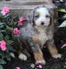 Mini Bernedoodle For Sale Millersburg OH Male-Kyle