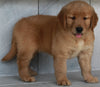 AKC Registered Golden Retriever For Sale Millersburg OH -Female Molly