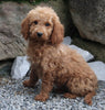 Goldendoodle For Sale Millersburg OH Male-Nacho