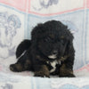 Mini Bernedoodle For Sale Millersburg OH Male-Gus