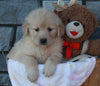 AKC Registered Golden Retriever For Sale Brinkhaven OH Female-Diana