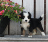Mini Bernedoodle For Sale Sugarcreek OH Male-Mickie