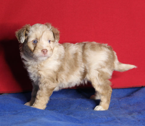 Mini Aussiedoodle For Sale Millersburg OH Male-Ollie