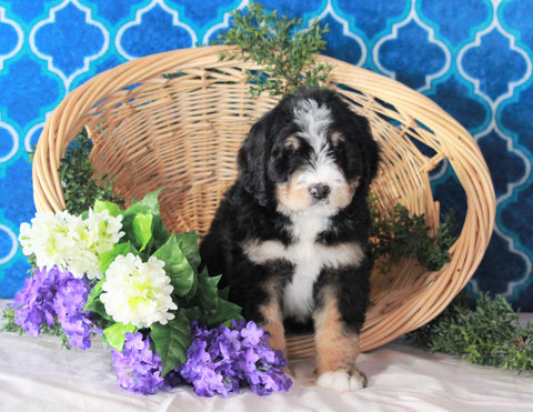 Bernedoodle For Sale Sugarcreek, OH Male- Marshall