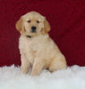 AKC Registered Golden Retriever For Sale Fredericksburg OH Female-Brittany