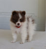 Pomeranian For Sale Fredericksburg OH Female-Daisy
