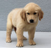 AKC Registered Golden Retriever For Sale Brinkhaven OH Female-Casey