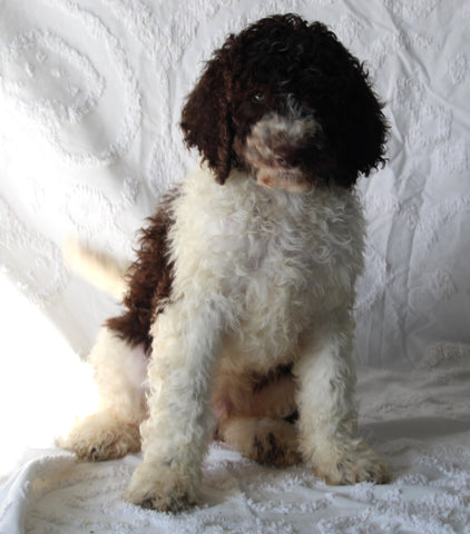 AKC Registered Standard Poodle For Sale Sugarcreek OH Male-Tommy