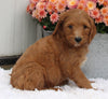 Standard Goldendoodle For Sale Shreve OH Male-Oliver