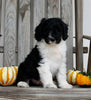 Aussiedoodle For Sale Millersburg OH Male-Wyatt