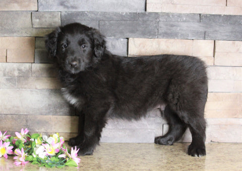 Golden Collie For Sale Fredericksburg, OH Male- Theo