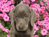 AKC Registered Labrador Retriever For Sale Millersburg OH Female-Ivy