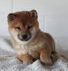 AKC Registered Shiba Inu For Sale Millersburg OH Female-Brianna