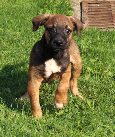 Puggle For Sale Sugarcreek OH Male-Dexter